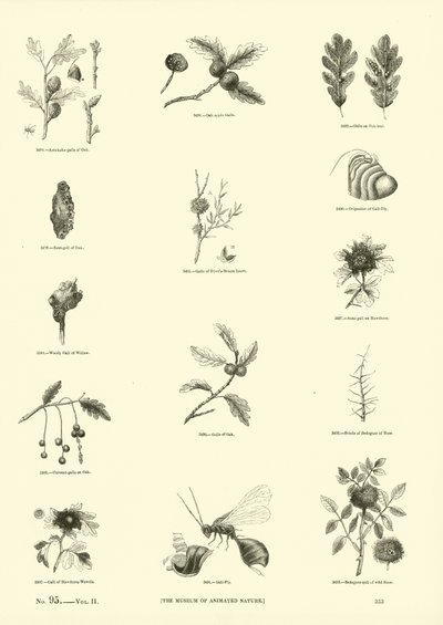 Page from The Pictorial Museum of Animated Nature by English School