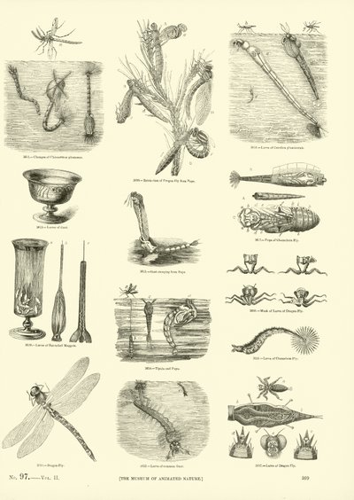 Page from The Pictorial Museum of Animated Nature by English School