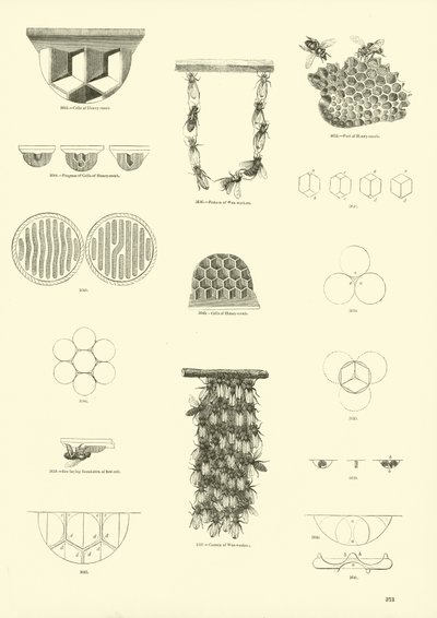 Page from The Pictorial Museum of Animated Nature by English School