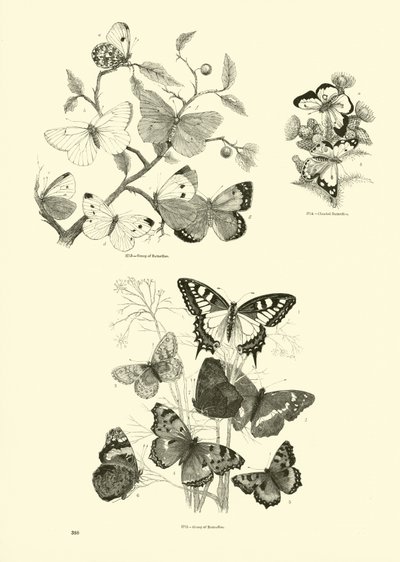 Page from The Pictorial Museum of Animated Nature by English School