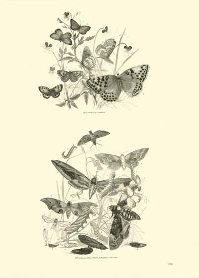 Page from The Pictorial Museum of Animated Nature by English School