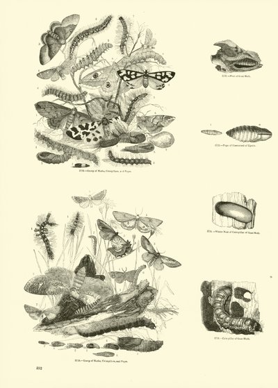 Page from The Pictorial Museum of Animated Nature by English School