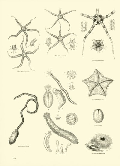 Page from The Pictorial Museum of Animated Nature by English School