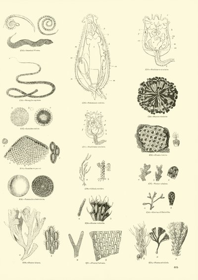 Page from The Pictorial Museum of Animated Nature by English School