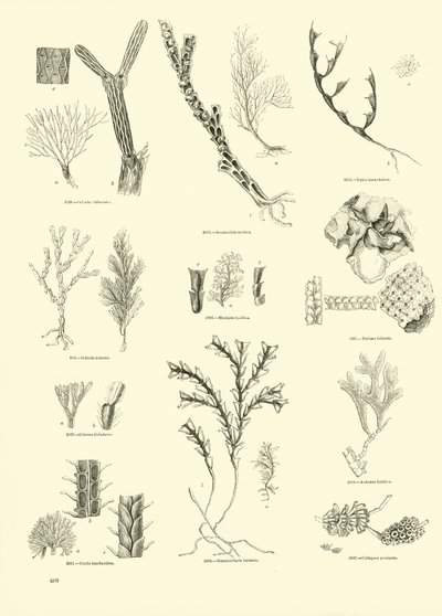 Page from The Pictorial Museum of Animated Nature by English School