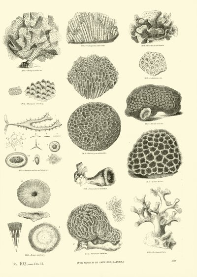 Page from The Pictorial Museum of Animated Nature by English School