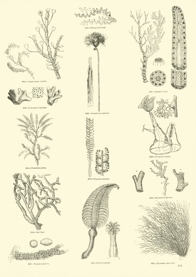 Page from The Pictorial Museum of Animated Nature by English School