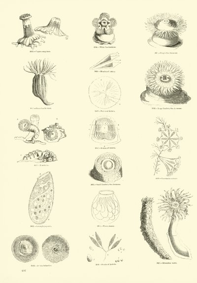 Page from The Pictorial Museum of Animated Nature by English School
