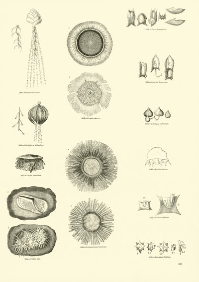 Page from The Pictorial Museum of Animated Nature by English School