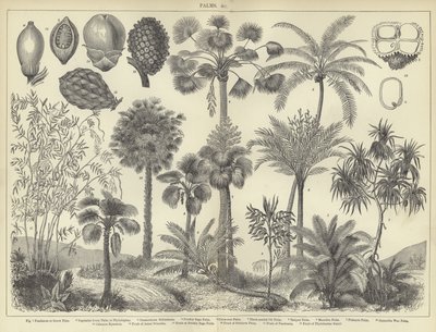Palms by English School