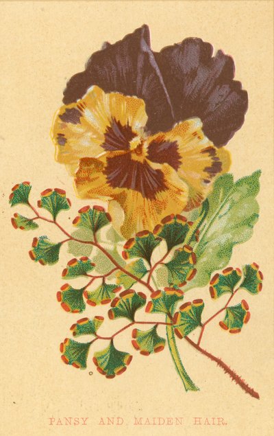 Pansy and Maiden Hair by English School
