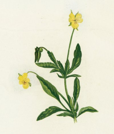 Pansy, or Heartsease by English School