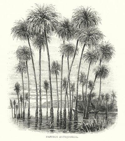 Ancient Papyrus by English School