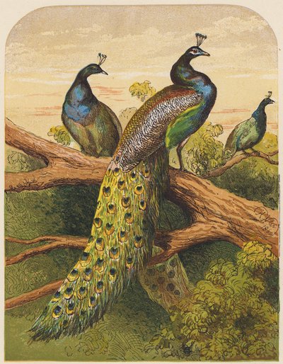 Peacocks by English School