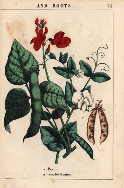 Peas and runner beans, with scarlet and white flowers, from 