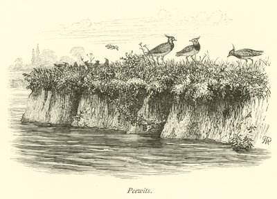 Peewits by English School