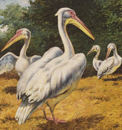 Pelicans by English School