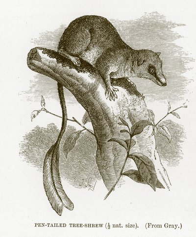 Pen-tailed tree-shrew, illustration from The Royal Natural History by English School