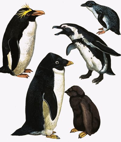 Penguins by English School