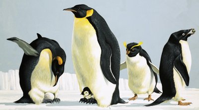 Penguins by English School