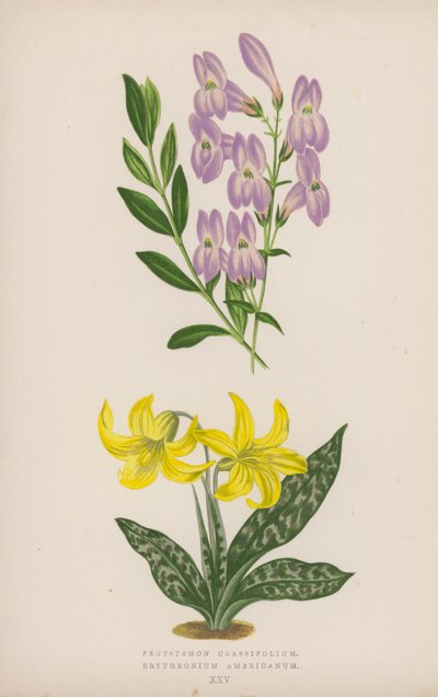 Pentstemon Crassifolium; Erythronium Americanum by English School