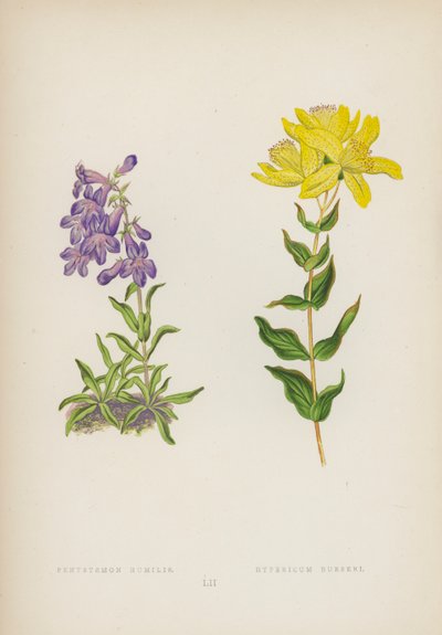 Low Beardtongue; Burser