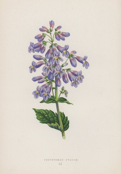 Pentstemon Ovatum by English School
