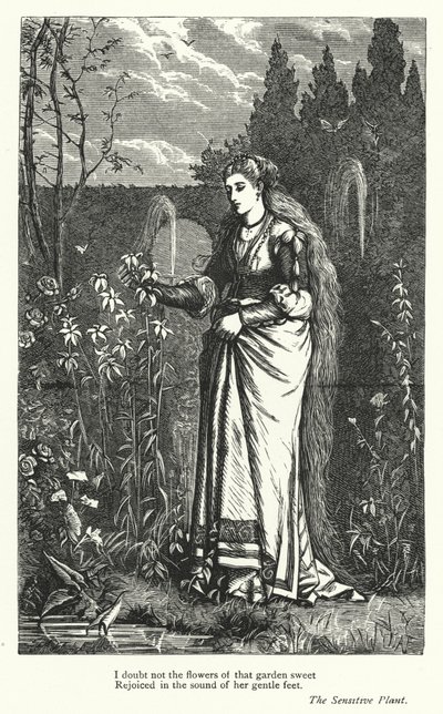 Percy Bysshe Shelley: Illustration for The Sensitive Plant by English School