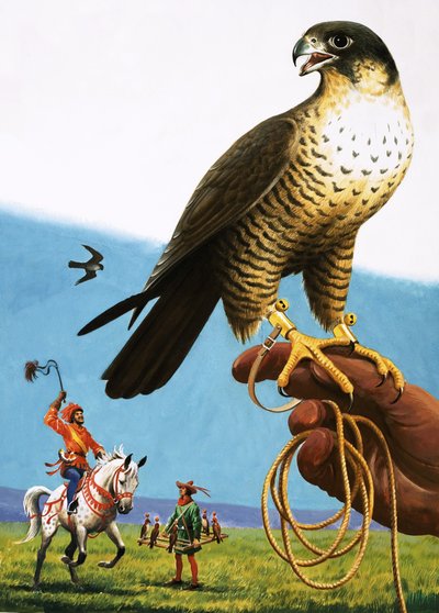 Peregrine Falcon by English School