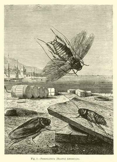 Periplaneta americana by English School