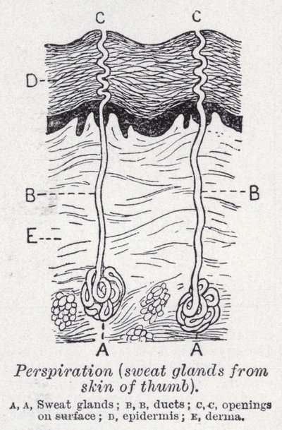 Perspiration, sweat glands from skin of thumb by English School
