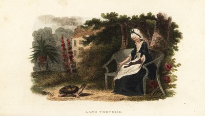 Pet Tortoise with Its Benefactress of 30 Years, an Old Lady, in a Walled Garden Near Lewes, Sussex by English School