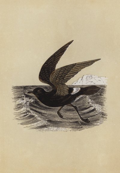Petrel by English School