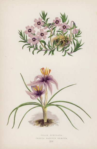 Phlox Subulata; Crocus Sativus Graecus by English School