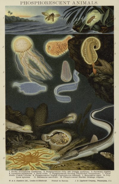 Phosphorescent Animals by English School