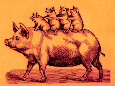 Pig with its piglets, illustration from Coles Funny Picture Book by English School