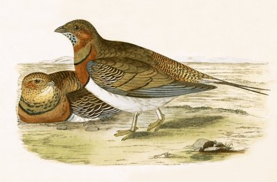 Pin Tailed Sand Grouse, Illustration from 