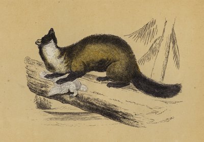 Pine Marten by English School