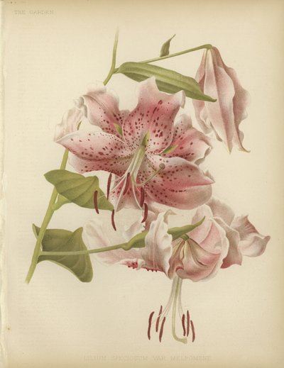 Pink lily by English School