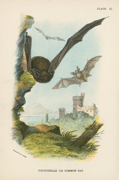Pipistrelle or Common Bat by English School