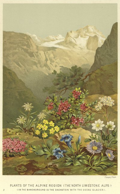 Plants of the Alpine Region, the North Limestone Alps by English School