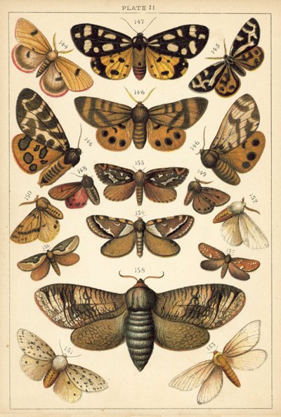 Plate from Our Country