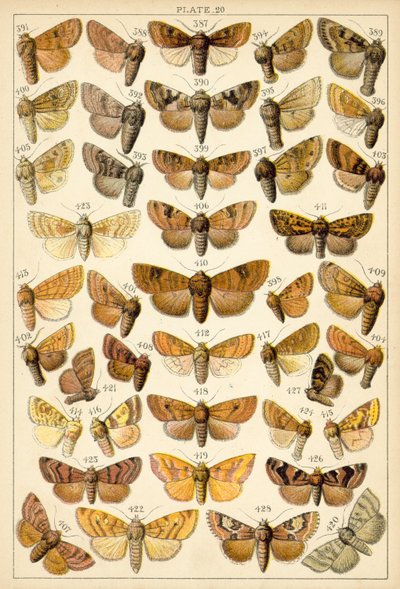 Plate from Our Country
