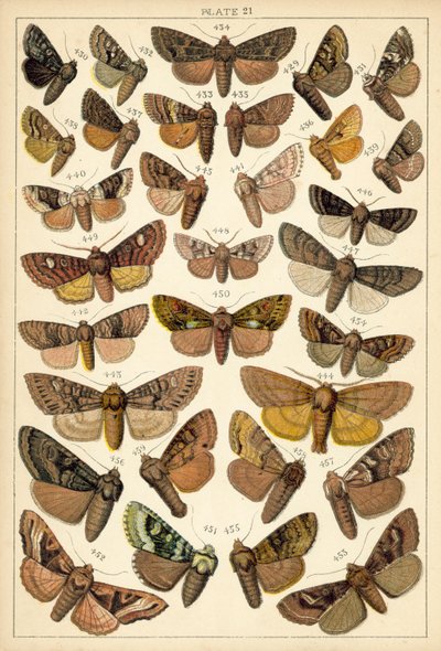 Plate from Our Country