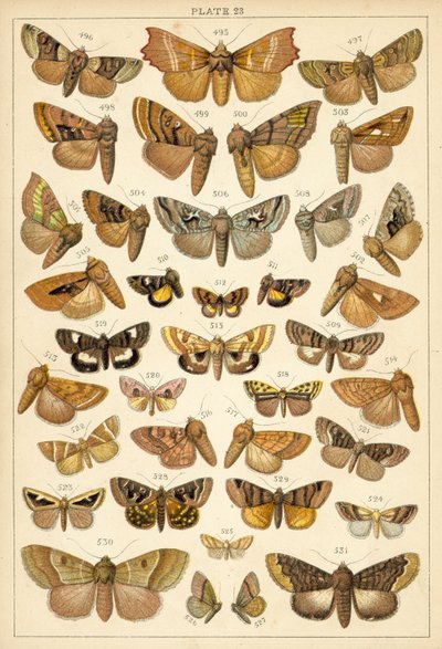 Plate from Our Country