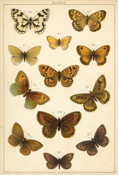 Plate from Our Country