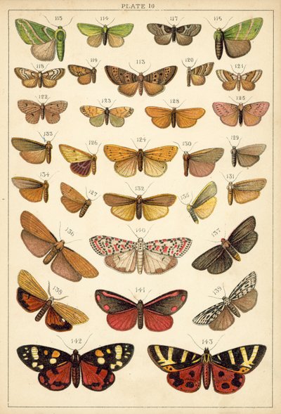 Plate from Our Country