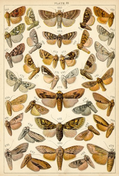 Plate from Our Country
