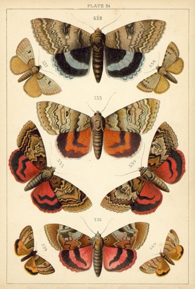 Plate from Our Country