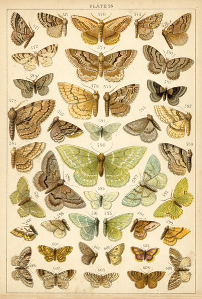 Plate from Our Country